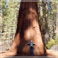 レッドウッドの森で